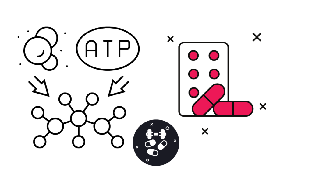 Integration of Catabolism and Anabolism