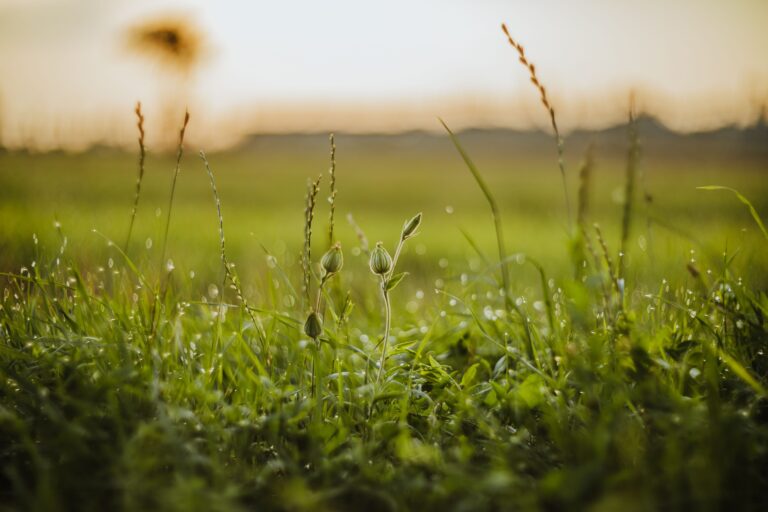 Dewy meadow with grass and buds at sunrise, capturing nature's peacefulness.