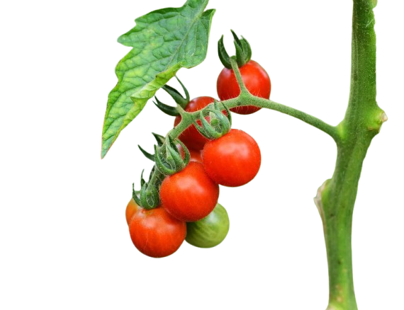 fast food tomatoes removebg preview