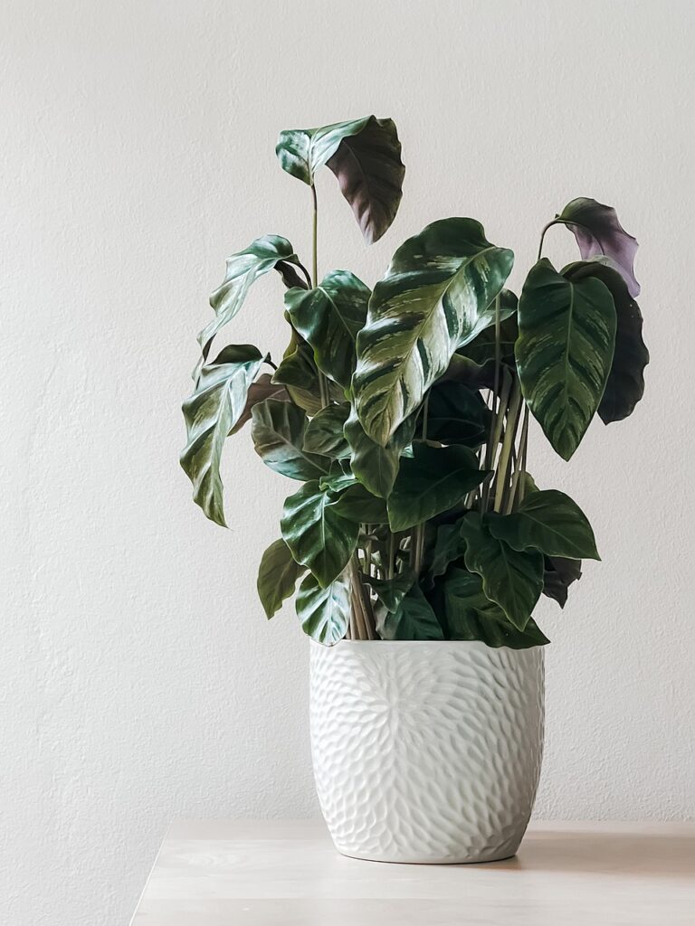 tree plant