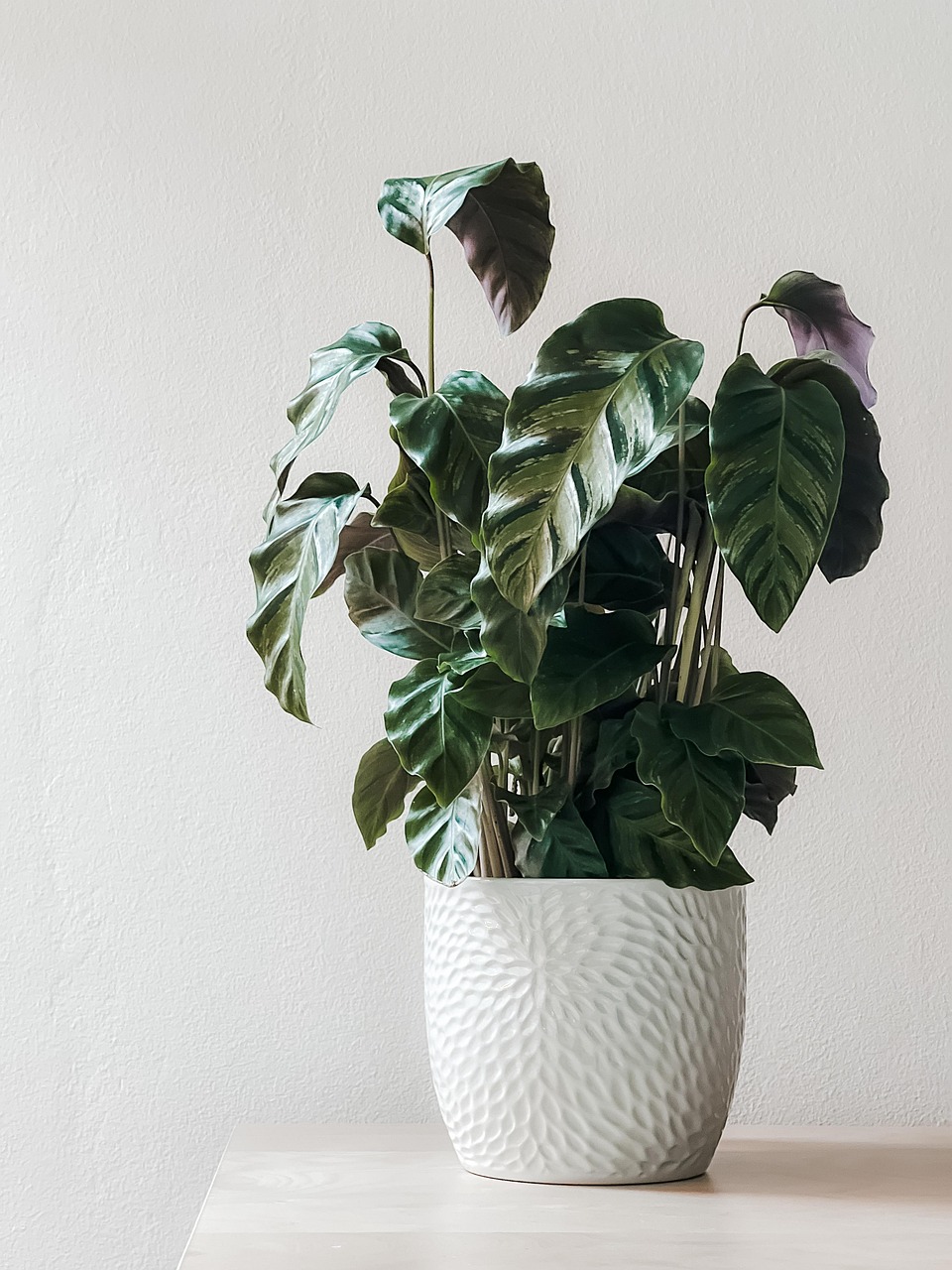 tree plant