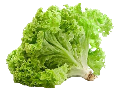 catering salad