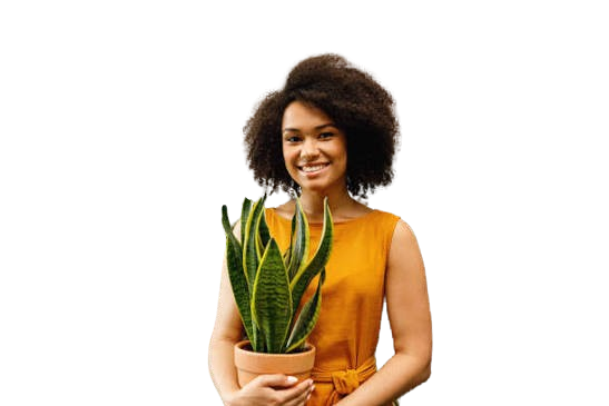 tree plant