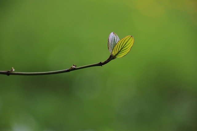 leaf 6199807 640