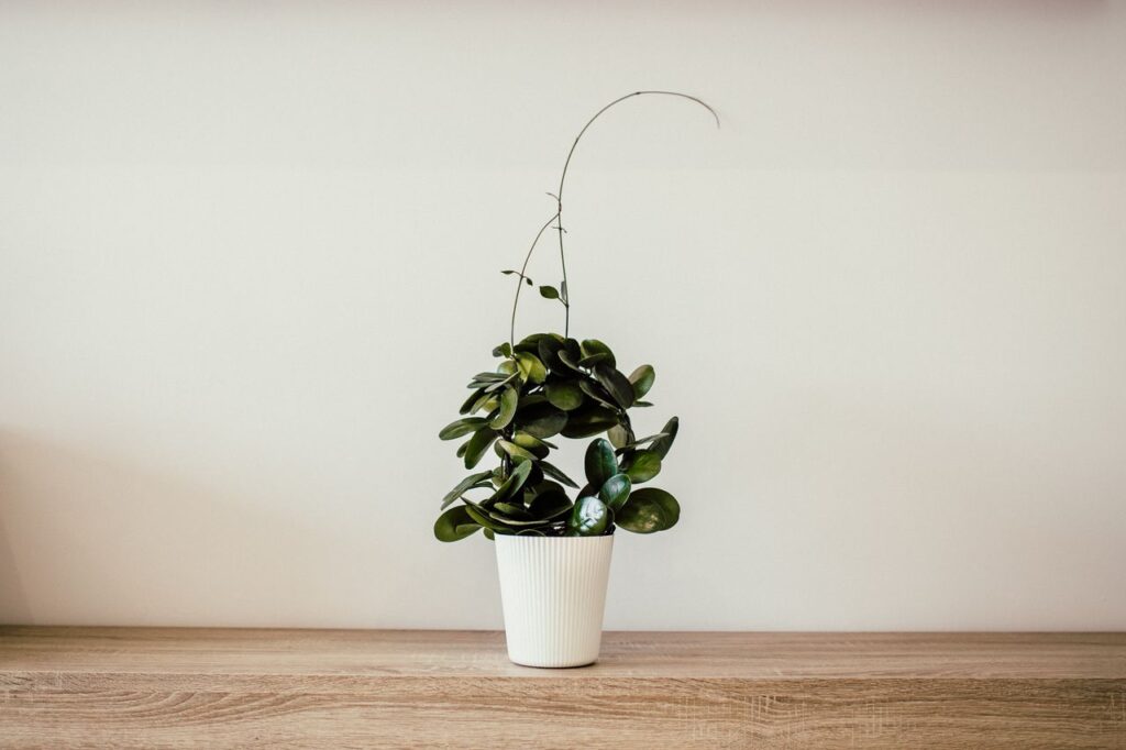 tree plant