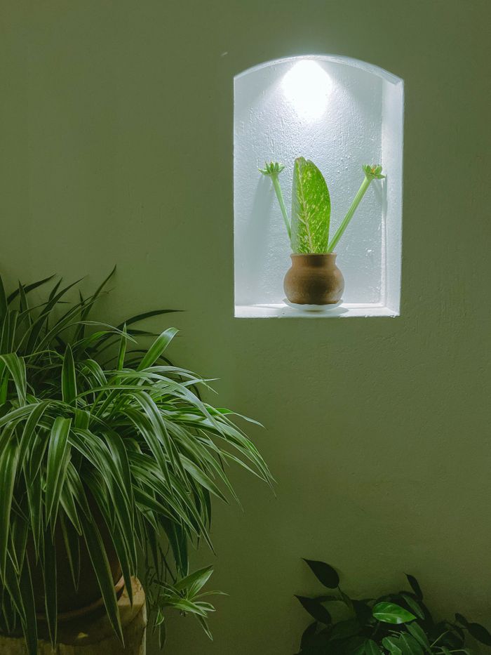 tree plant