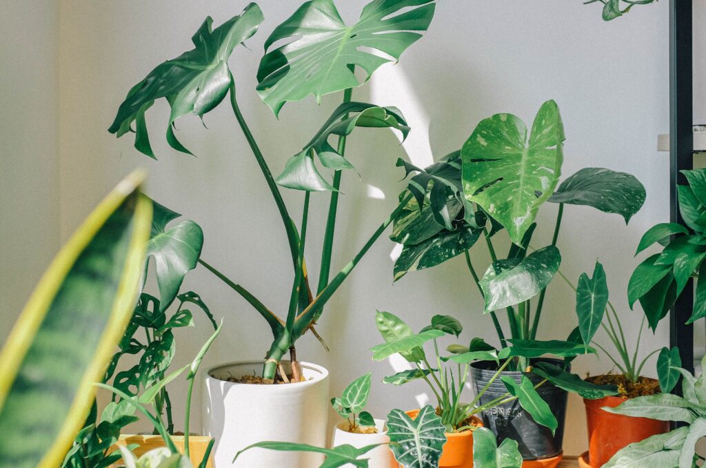 A vibrant collection of tropical houseplants indoors, with sunlight streaming through.