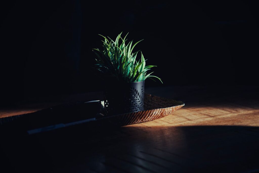 tree plant