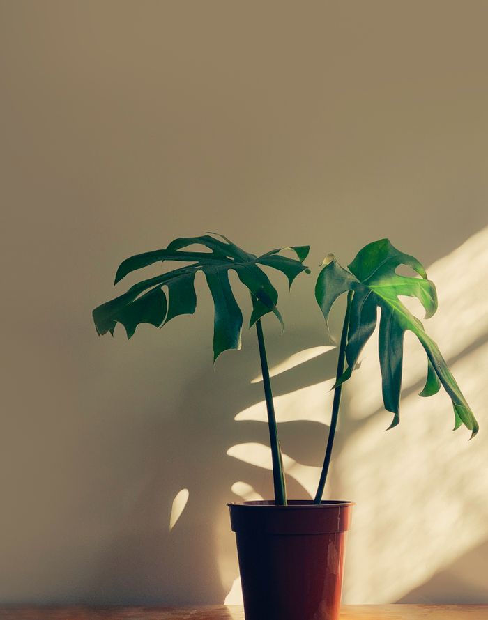 A vibrant Monstera Deliciosa plant in a pot with sunlight casting shadows indoors.