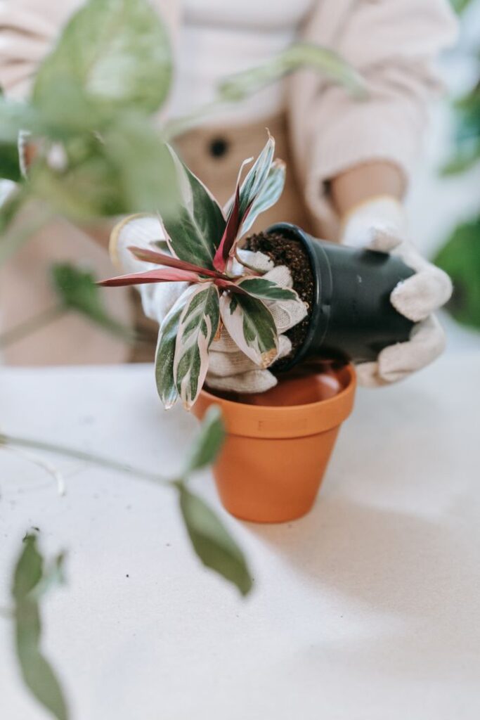 A person wearing gloves transfers a potted plant into a new terracotta pot indoors.