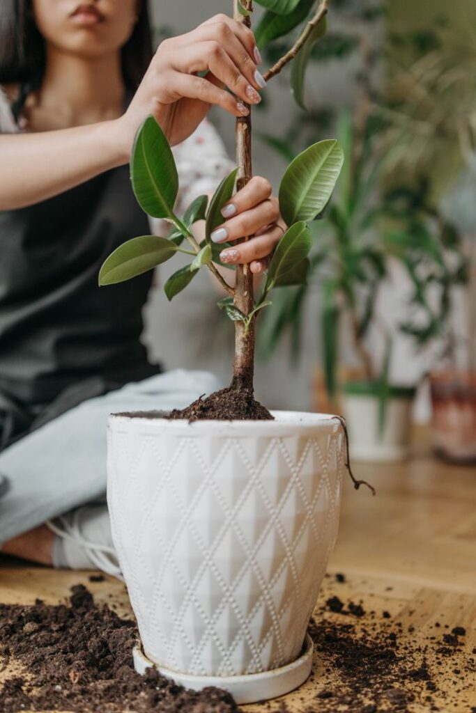 tree plant