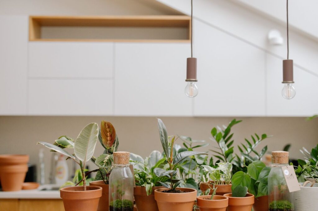 A variety of houseplants in clay pots with terrariums, set in a modern kitchen.