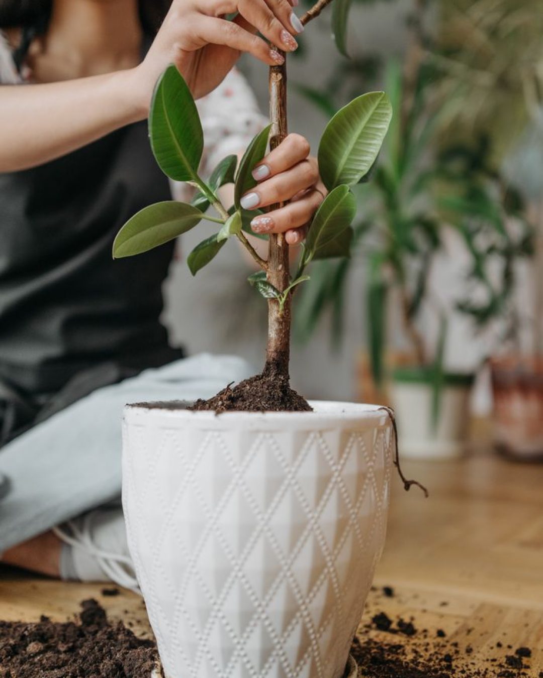 tree plant